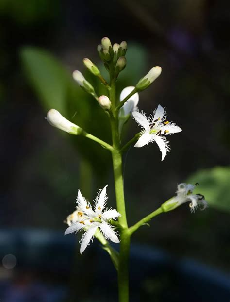 睡菜|睡菜科